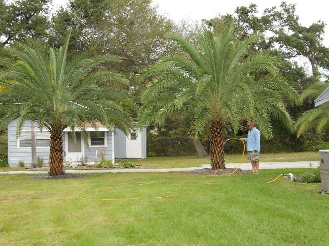 Sylvester palms landscaping project