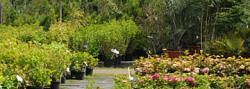 Reel Changes Inc. nursery stock of trees and plants