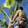 Tree trimming and pruning service
